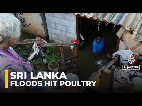 Impact of flooding in Sri Lanka: Poultry industry badly hit, endangering food supplies