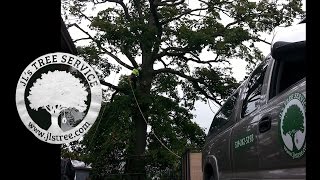 Download lagu JL's Tree Service at Rembos in Brantford Ontario mp3 Download lagu JL's Tree Service at Rembos in Brantford Ontario mp3