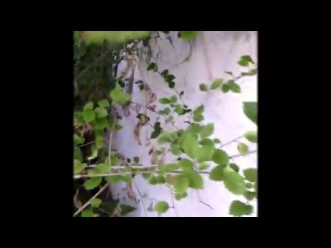 Птенцы за цехом // В мире животных