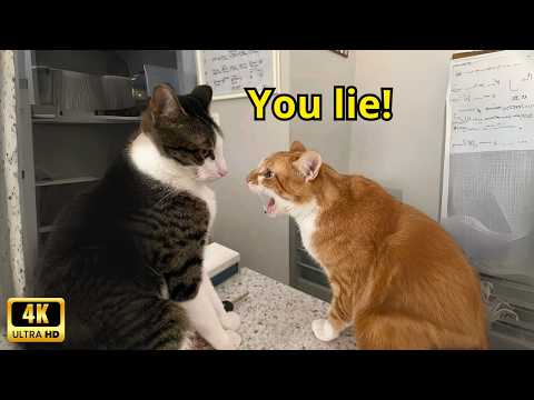 These Cats Speak English Better Than Hooman