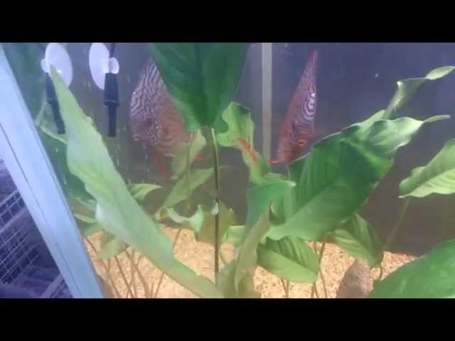 Footage of amazing Discus fish breeding in a tank
