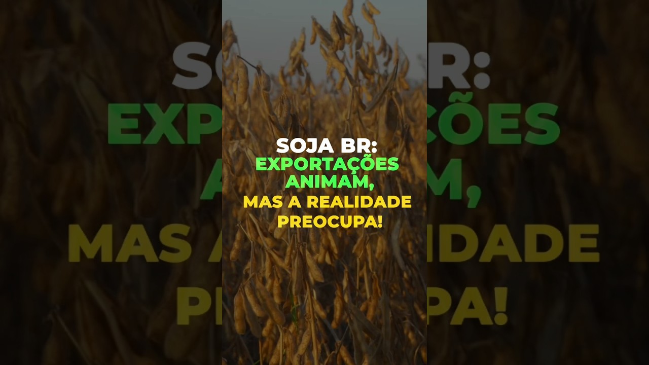 SOJA BR: EXPORTAÇÕES ANIMAM, MAS A REALIDADE PREOCUPA!