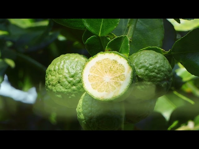 50ML Armani Si Passione Eclat Eau de Parfum Spray  4 of 4 