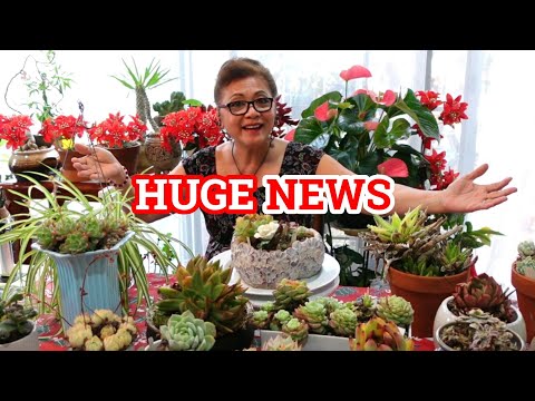 CLEAN UP SUCCULENTS #12 | Starting A New Chapter
