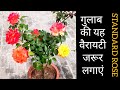 Standard Rose Plant Rose Variety Rose Care