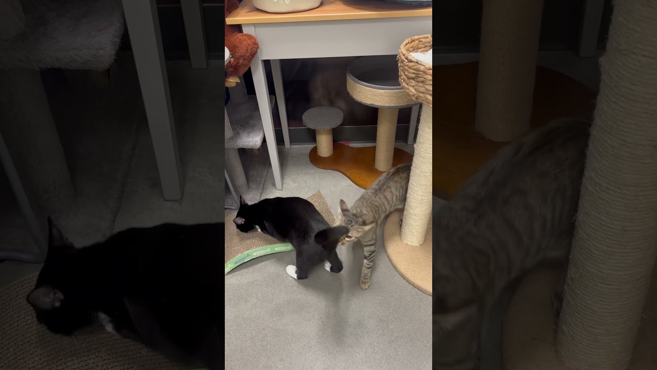 Enlarge Rocky, an adopted Domestic Short Hair in Beaufort, SC video 6/6