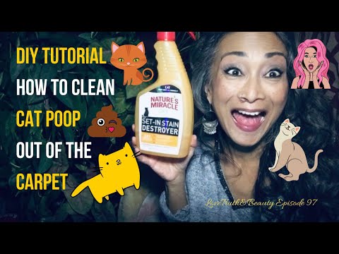 DIY Tutorial How-To Clean Cat Poop Out of the Carpet - Episode 97