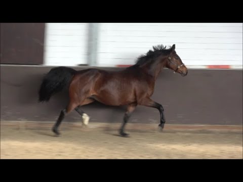 *2010 Stute von Rohdiamant - Sevillano xx trag. von Fürst Fabrice (Egale-Stamm)