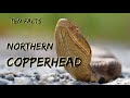 Ten Facts About a Misunderstood Snake, The Northern Copperhead:  Fascinature's Field Guide Series