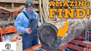 UNEXPECTED! Rotten Log Looks Different Than I Thought It Would