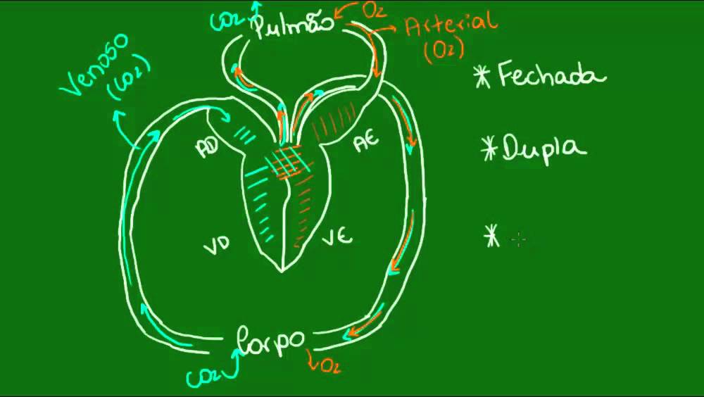 Sistema circulatório dos Répteis - Vertebrados - Biologia
