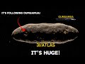 An Interstellar Object Like Oumuamua Just Enters Our Solar System Scientists Can T Believe Its Size