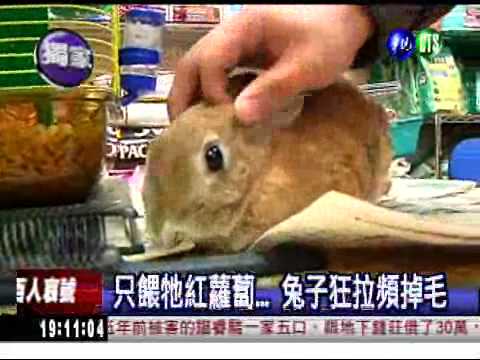 兔子吃紅蘿蔔? 錯! 餵牧草才對