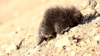 preview picture of video 'Porcupine near Swede Farm Road, Weedville, Pennsylvania'