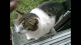 04） 08 10 23 私自身のエサ、カツオ＆アジを食う ’ジョン・ケイ’