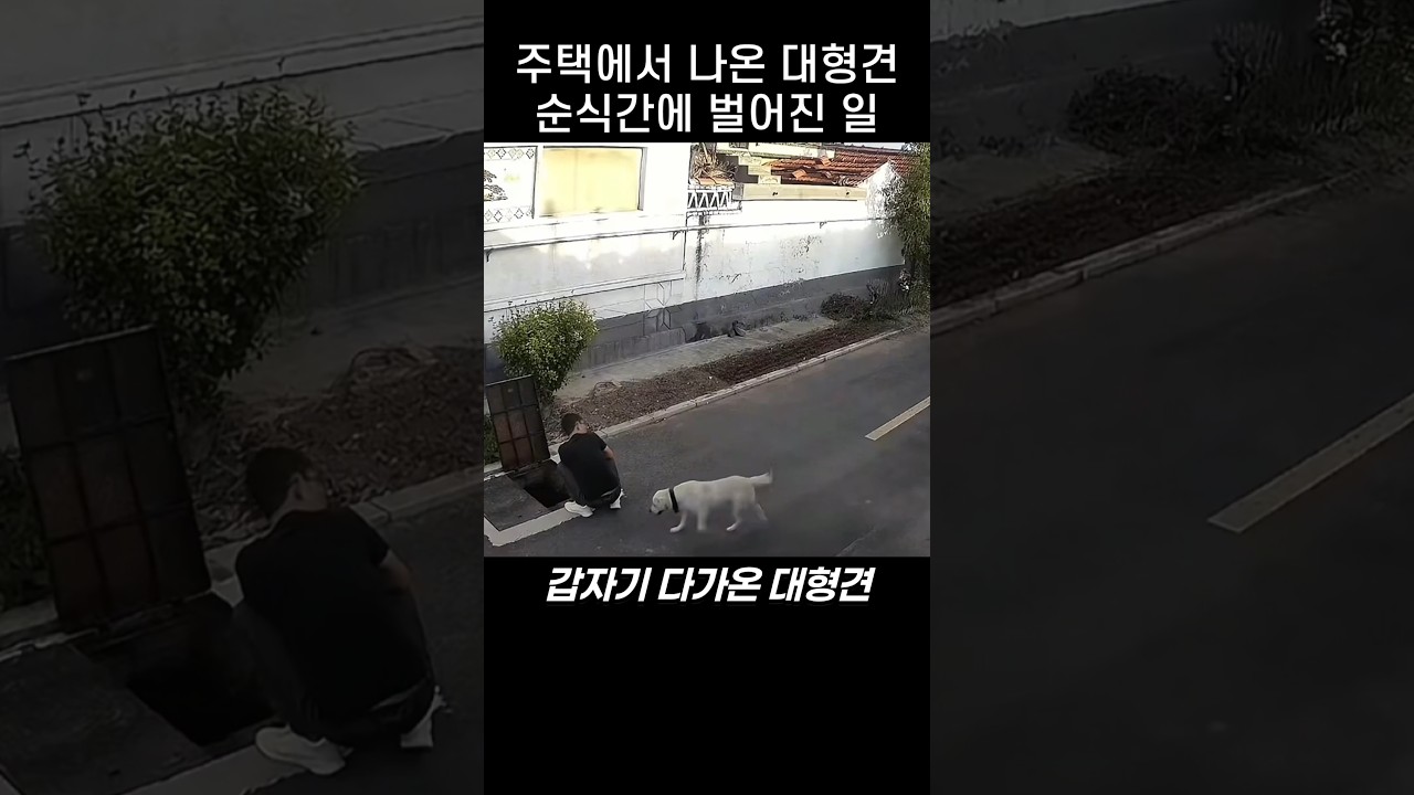 꼬리 흔드는 대형견.. 방심한 순간 벌어진 일