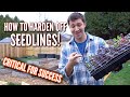 How to Harden Off Seedlings and Why it's SO IMPORTANT!