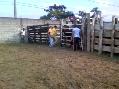 Desatino video