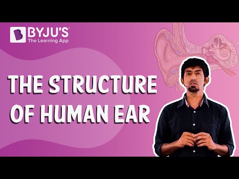 Sound : The Structure of Human Ear