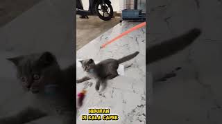 Download lagu #fyp #viral #cat #bsh mp3 Download lagu #fyp #viral #cat #bsh mp3