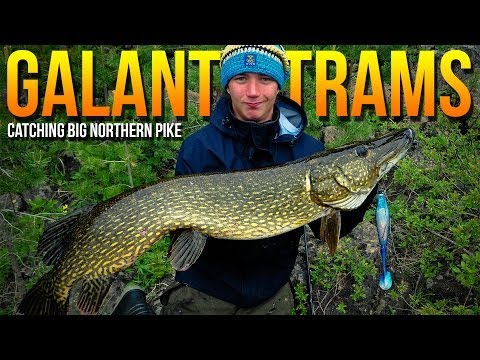 Huge Pike with Tobias and Jojje | Galant Trams