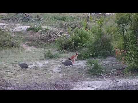Djuma: Helmeted Guinea Fowls and Egyptian Goose - 18:05 - 11/12/20