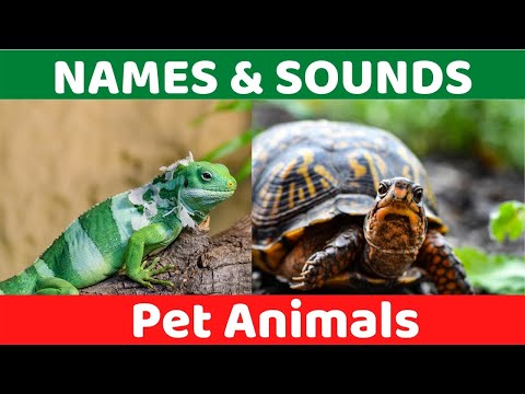 Learn Names of Pets for Kids - Pet Animal Names and Sounds for Children, Kindergarten and Preschool