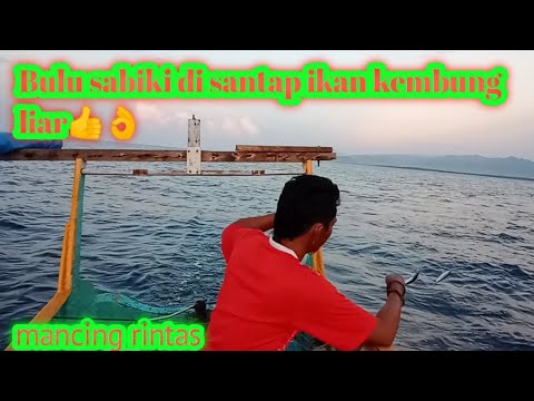 mancing rintas,ikan kembung liar ll Bulu sabiki,(@Bundre Adi prof,mancing timur)