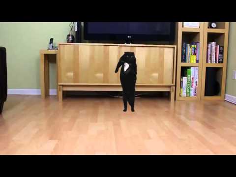 Cats Harlem Shake