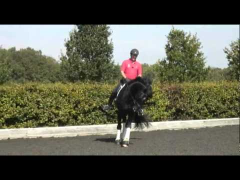 Emile Faurie gets to know the stallion Smash Hit TRAILER