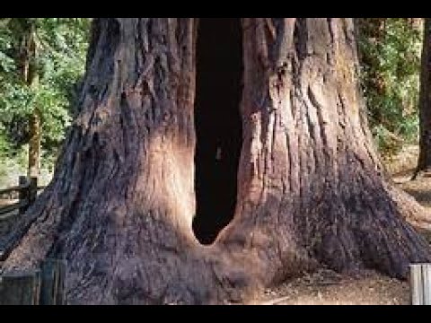 Mystical experience: Guru meditates inside a Redwood tree which later survives a firestorm
