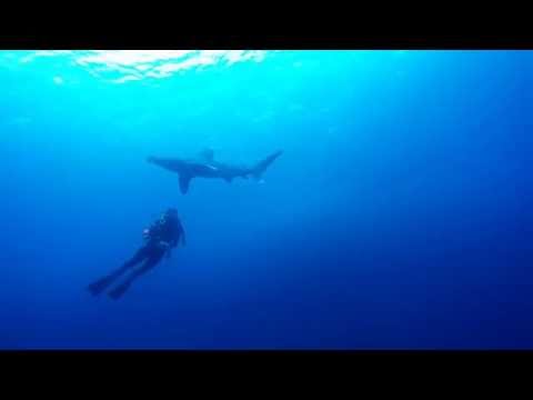 Oceanic White Tips Brothers Red Sea January 2016