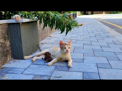 Mom Cat Was Thrown Out With Her Kittens In The Area Without Water