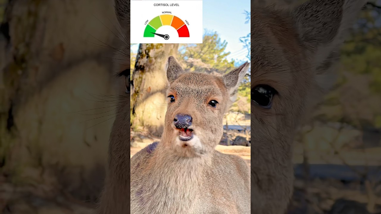 low cortisol meme, deer version