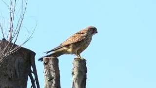 Common kestrel, 紅隼