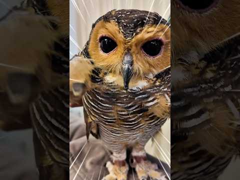 Ayam adalah Teman Bibib!🐣🐔🦉✨