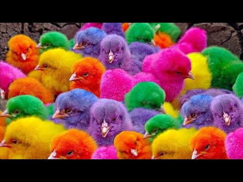 Cute Chicken, colorful chicken, rainbow chicken, cute rabbit, cute duck, koi fish, cute animals