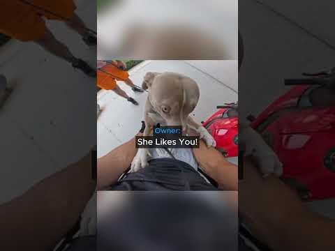 When a Biker Got Approached by a Random Dog…😳