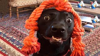 Смешные Коты и Собаки 🐱🐶 Подборка приколов с котами и собаками 🐈🐩 Смешно