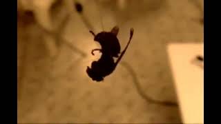 Xiu Xiu - "Crank Heart" (music video reupload)