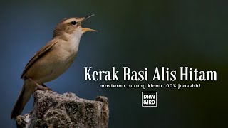 Download lagu Masteran Burung Kerak Basi Alis Hitam JOOSSH! mp3