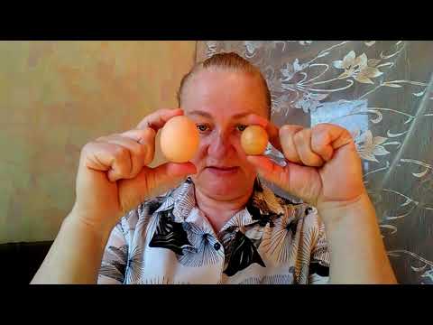 Новости из старых новостей. В животноводстве. В птицеводстве. Начало посевной. 23 апреля 2018 года.