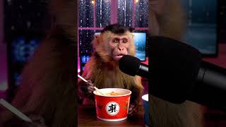 Macaco fazendo ASMR #veo3 #googleveo3 #gemini #asmr