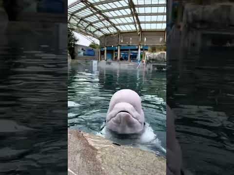 Dolphin splash water 💦 #shorts #petshorts #pets #dolphin