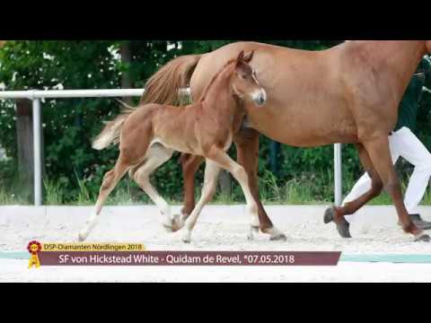 KN 47: SF von Hickstead White / Quidam de Revel