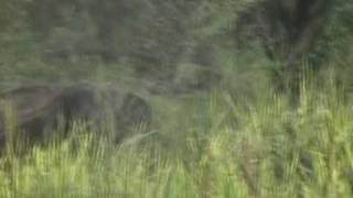 preview picture of video 'Elephant Attack at Wasgamuwa National Park, Sri Lanka.'