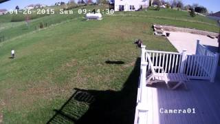 #3 Blood Thirsty Wild Turkey Chases Max Woodward