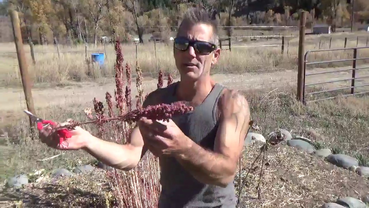 High Desert Quinoa - Chenopodium quinoa - Harvesting and seed saving - YouTube