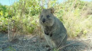 Behind the Scenes: A day in the Life of a Ranger living on Rottnest Island 🏝️🦘