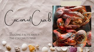 Amazing Facts About the Coconut Crab!